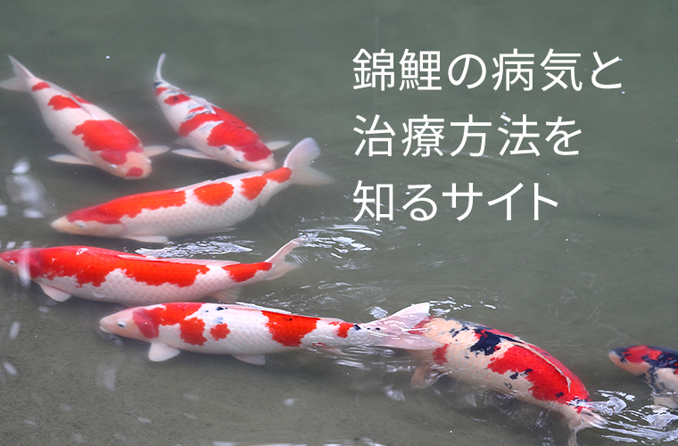 鯉（魚、メダカ、熱帯魚、錦鯉）の病気と治療方法を知るサイト